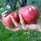 Odrůda Apple Aport