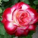 Rose Anniversary of St. Petersburg
