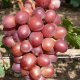 Šareno grožđe