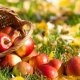 Nejlepší odrůdy jabloní pro moskevský region