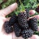 Blackberry Black Butte