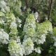 Hortenzia paniculata Cukor álmok