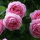 Bazsarózsa rózsák