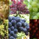 Fagyálló szőlőfajták