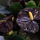 Anthurium fekete királynő