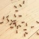 Mravi u stanu