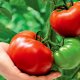 Dutch tomato cultivation technology