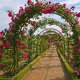 Arches for roses