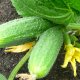 Growing cucumbers in the open field