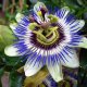 Passionflower blue