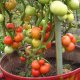 Growing a tomato in a barrel