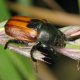 Beetle kuzka