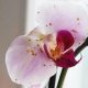 Orchid diseases