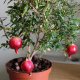 Indoor pomegranate