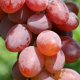 Victoria grape variety