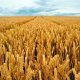 Uzgoj ozime pšenice