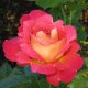 Rózsa dekor Harlequin