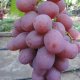 Grape variety Victor