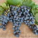 North Saperavi grape