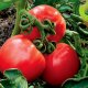 Produktivita rajčat ve skleníku