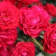 Polyatnova rózsák