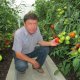 Kako se brinuti za rajčicu u stakleniku
