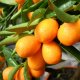 Indoor citrus plants