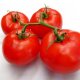 Ultra-zralé odrůdy rajčat