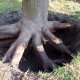 Kako iščupati korijenje drveća