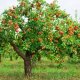 Formiranje krošnje stabla jabuke