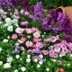 Continuous flowering flower bed