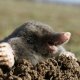 Moles on the site