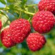 How to care for raspberries in the fall
