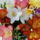 Planting and caring for freesia
