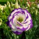 Growing eustoma from seeds
