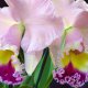 Orchideje potřebují stínování