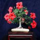 hibiscus de trandafir chinezesc