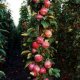 výsadba a péče o sloupovitý jabloň