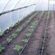 planting tomatoes in a greenhouse