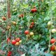 půda pro rajčata