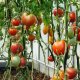 feeding tomatoes in the greenhouse