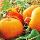 how to plant a pumpkin