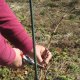 How to prune grapes in spring