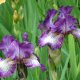 Tall bearded irises