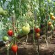 skleníková rajčata