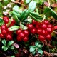 lingonberry cultivation