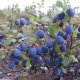 Useful properties of blueberries