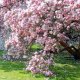 Planta de magnolie