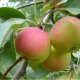 stablo jabuke