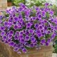 When to sow petunias for seedlings